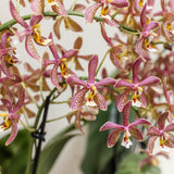 Vue rapprochée de l'orchidée Spider, mettant en valeur ses fleurs distinctives.