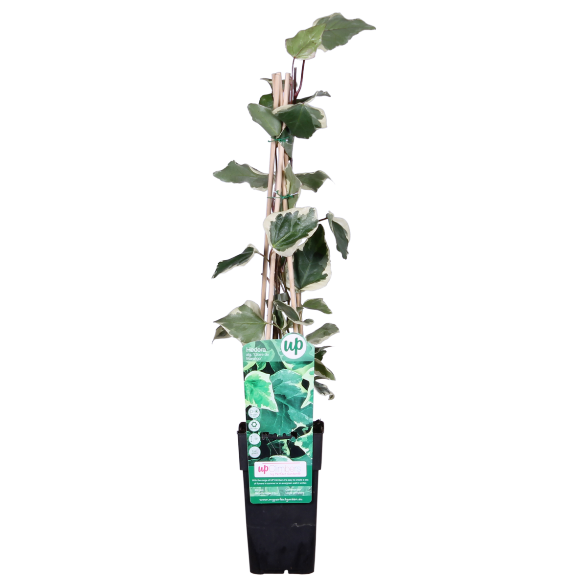 Hedera Algeriens 'Gloire de Maren' - vue générale de la plante dans son pot