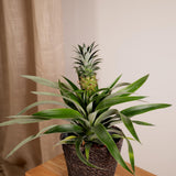 2x bromélia - ananasplant - 30 cm - Ø12