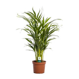 Plante artificielle Dypsis Lutescens 17 cm x 65 cm