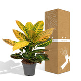 Codiaeum Pétra - Ø17cm - ↕45cm