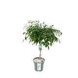 Ficus Adora - Plante d'intérieur avec feuilles brillantes
