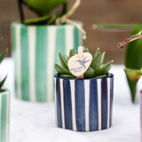 Lot de 6 plantes vertes avec pots décoratifs multicolores