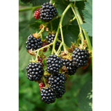 Rubus Idaeus Lochness - Bramen - Ø13cm - ↕45cm