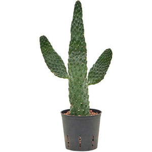 Opuntia consolea (Hydro) - Ø13cm - ↕55cm