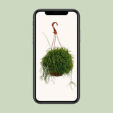 Rhipsalis Cassutha - Ø117cm - ↕45cm