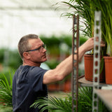 Areca Palm - Ø19cm - ↨85cm