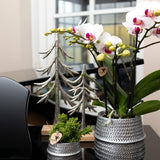 Orchidée Phalaenopsis blanche en pot 9 cm