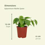 2x Philodendron Climbing - 15cm - Ø12