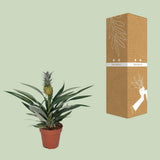 BROMELIA Ananas - Ø12cm - ↕30cm