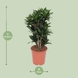 Dracaena Compact - Ø24cm - ↕80cm