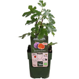Ficus Tasssimo - Ø19cm - ↕50cm - Ø13 - ↨45cm