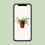 Asplenium old - Ø12cm - ↕25cm