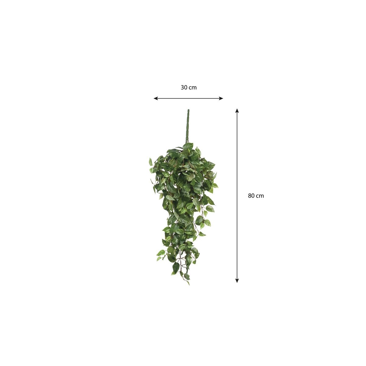Vue de la plante Scindapsus suspendue, mettant en avant sa taille et son style