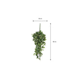 Vue de la plante Scindapsus suspendue, mettant en avant sa taille et son style