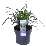 Liriope muscari ‘Ingwersen’ – Ø14cm – ↕30cm