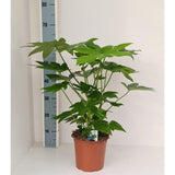 Fatsia japonica - Ø19cm - ↕70cm