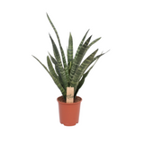 Sansevieria Diamond verte en pot 14 cm