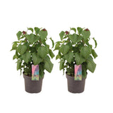 Salvia Salgo Strawberry Lake - 2 pièces - Ø17cm - ↕50 cm
