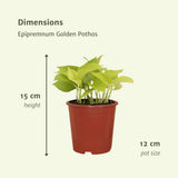 Lot de 4 epipremnums pothos dorés en pot Ø12 cm