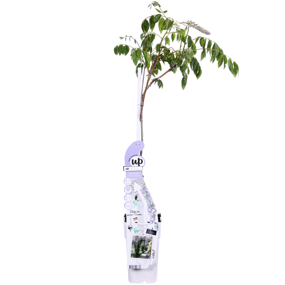 Plante grimpante Wisteria sinensis Caroline bleue Ø15 cm hauteur 65 cm