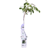 Plante grimpante Wisteria sinensis Caroline bleue Ø15 cm hauteur 65 cm