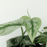 2x scindapsus image Trebie - Epipremnum - 25cm - Ø15