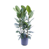 Ficus Audrey Tuft 3 Supports - Ø27cm - ↕105cm