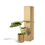 Alocasia Wentii plante verte en pot doré