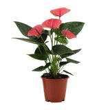 Anthurium Sweet Dream in Transparente Sleeve - Ø12cm - ↕36cm