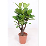 Ficus lyrata ramifié - Ø27cm - ↕120cm