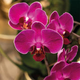 Orchidées violettes en pleine floraison dans pot Como