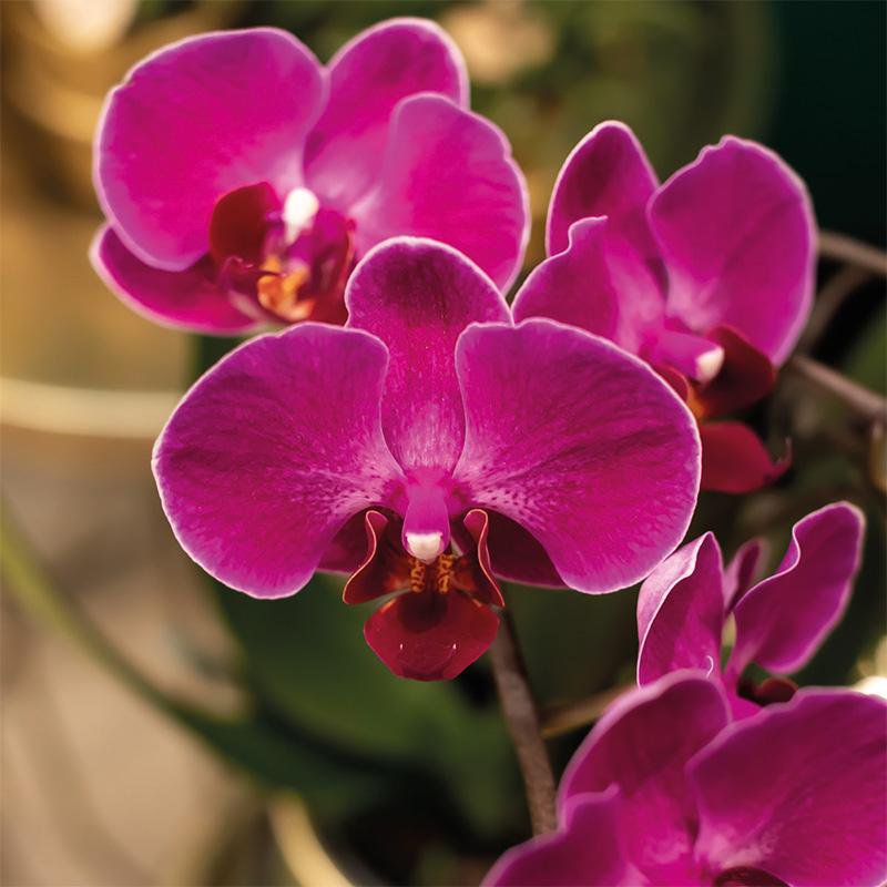 Orchidées violettes en pleine floraison dans pot Como
