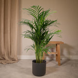 Dypsis Lutescens - Palmier Areca - Ø21cm - ↕110cm