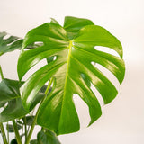 Pot Mayk Lead avec Monstera Deliciosa