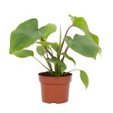 Plante Homalomena Rubescens Maggy verte