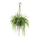 Lepismium bolivianum - Ø17cm - ↕25cm
