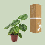 Philodendron Mère - Ø12cm - ↕25cm
