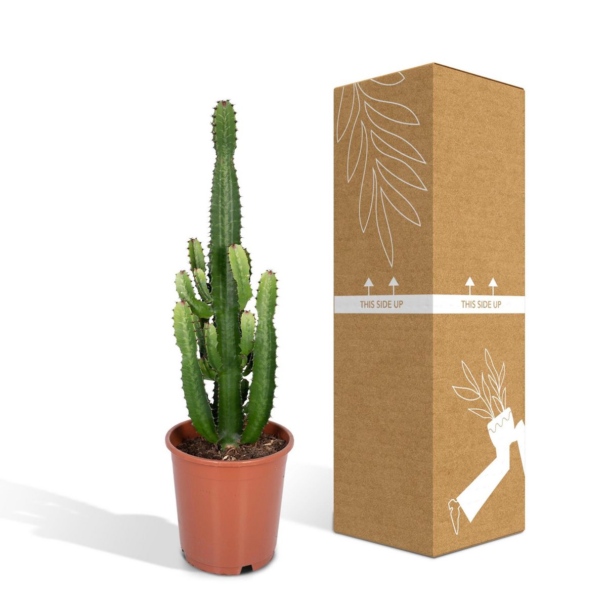 Cactus Cowboy sur un fond lumineux