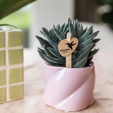 Plante succulente Tarentule verte en pot céramique