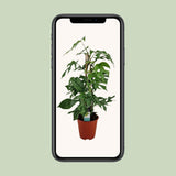 Philodendron minima pyramide - Ø19 ↕75