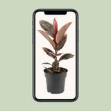 Ficus elastica Belize - Ø17cm - ↕55cm
