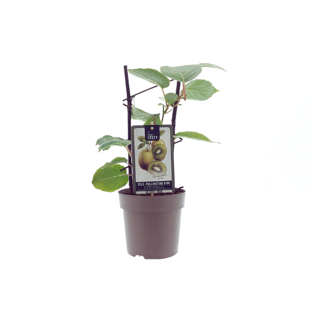 Actinidia Jenny - Plante décorative avec feuillage luxuriant