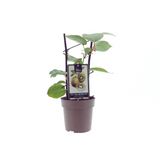 Actinidia Jenny - Plante décorative avec feuillage luxuriant