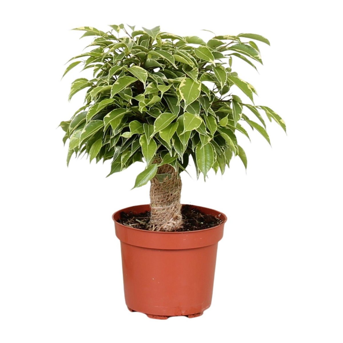 Ficus Benjamina Kinky dans un pot de 12 cm, vue de face