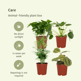 Lot de 4 plantes d'intérieur sûres pour animaux