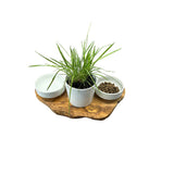 Station d'alimentation RUSTY 2x bols en porcelaine de 0,4 litre plus pot pour herbe à chat en bois d'olivier
