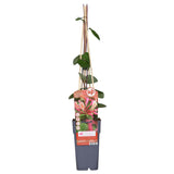 Lonicera periclymenum 'Belgica' - Ø15cm - ↕65 cm
