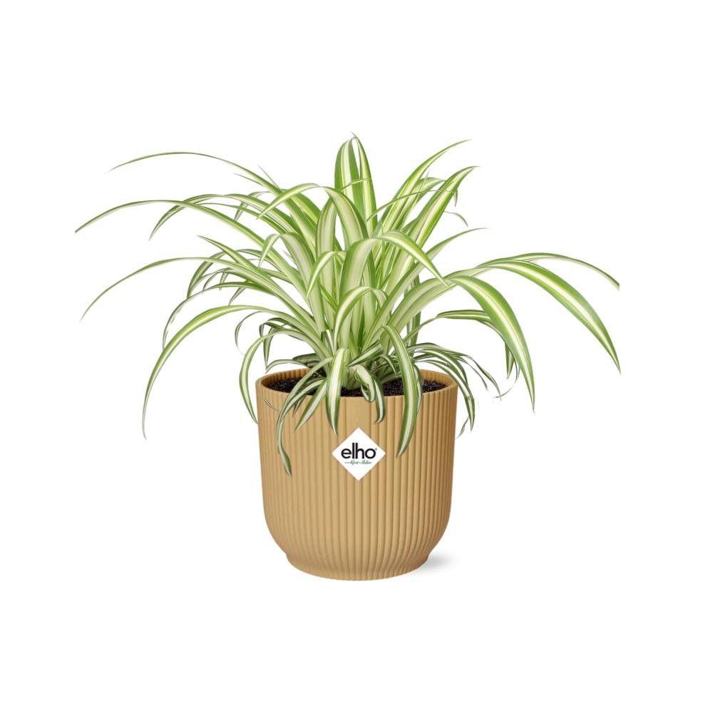 Vue rapprochée des feuilles vertes et blanches du Chlorophytum