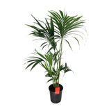 Howea Leinets - Ø24cm - ↕130cm